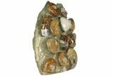 Tall, Composite Ammonite Fossil Display - Madagascar #175808-2